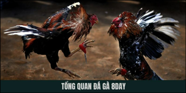 Đá gà 8DAY hình thức cá cược trực tuyến được nhiều người chơi