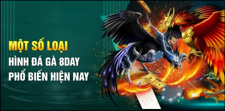 Sảnh đá gà 8DAY gồm loại hình đá gà nào được yêu thích nhất