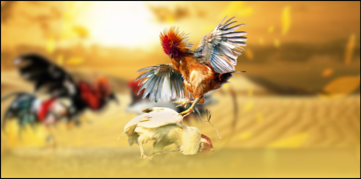 Tìm hiểu nguồn gốc hình thức đá gà Philippines chi tiết