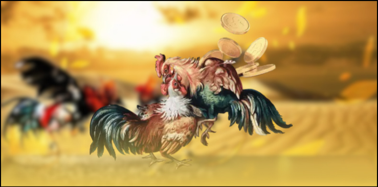 Phân loại các chiến kê thường tham gia đá gà Philippines