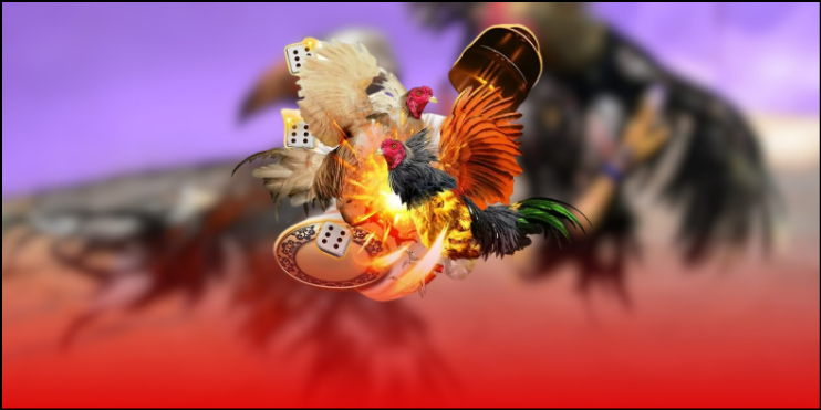 Theo dõi và cá cược đá gà trên hệ thống với đường truyền nhanh, ổn định