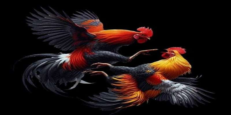 Kinh nghiệm cá cược đá gà BJ88 từ dân chơi lâu năm