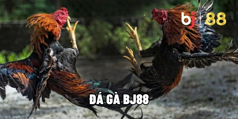  Làm sao để đặt cược đá gà BJ88 an toàn và hiệu quả?