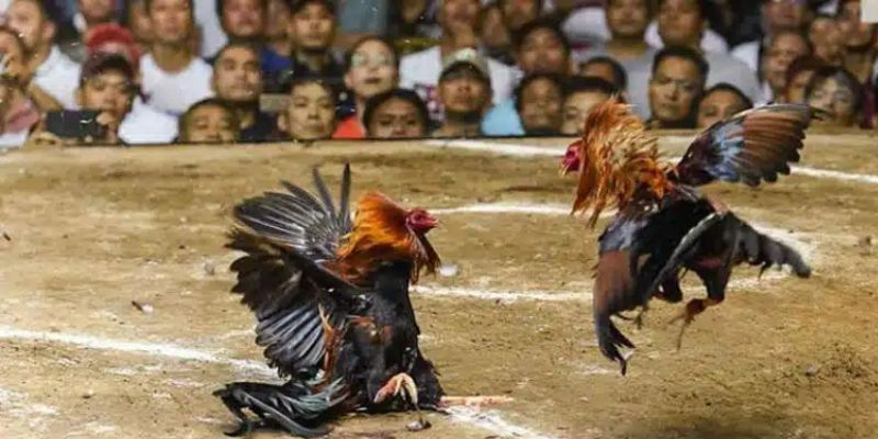 Luật chơi đá gà chọi nòi
