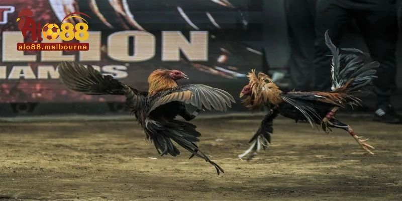 Thông tin về quá trình phát triển sảnh đá gà Alo88