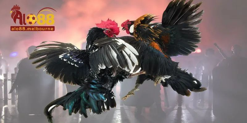 Ưu điểm nổi bật của sảnh cược đá gà tại nhà cái