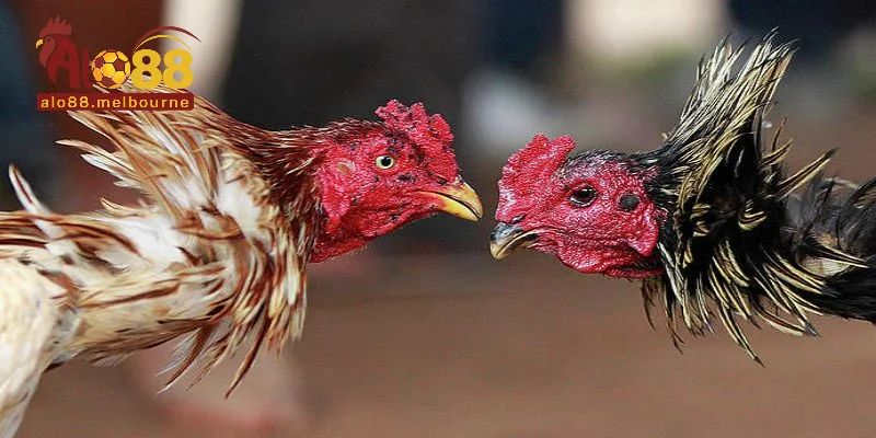 Những hình thức đá gà tại nhà cái được hội viên ưa chuộng