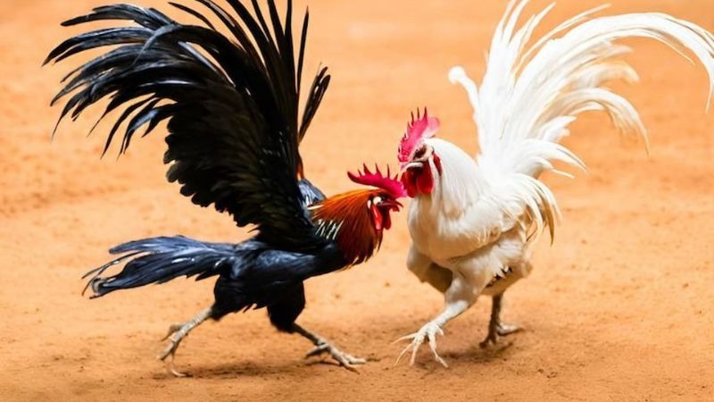 Lợi ích khi biết cách chọn gà chọi hay