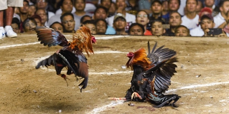 Nguyên tắc hoạt động của hoàn trả đá gà