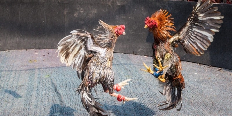 Lợi ích nổi bật khi người chơi được áp dụng ưu đãi