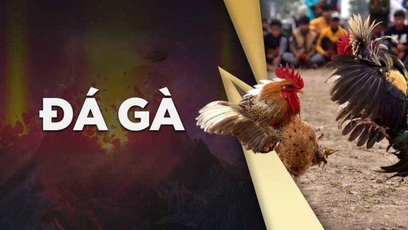 Giải mã đá gà Bomwin siêu hấp dẫn Giải mã đá gà Bomwin siêu hấp dẫn