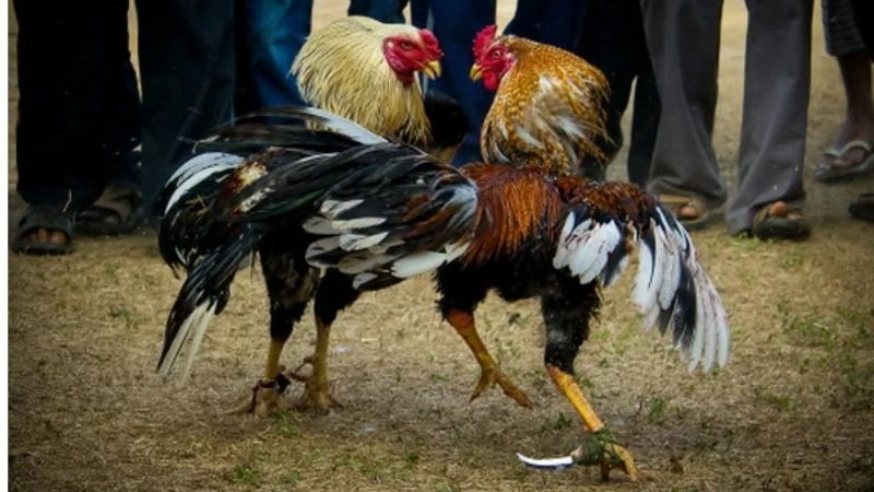 Các loại kèo phổ biến có tại đá gà Bomwin Các loại kèo phổ biến có tại đá gà Bomwin