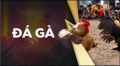 Đá Gà Bomwin – Sảnh cược online uy tín tỷ lệ cược hấp dẫn