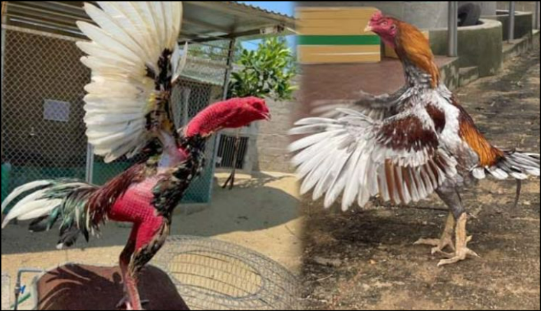 Tại sao cần ép cân cho gà chọi?