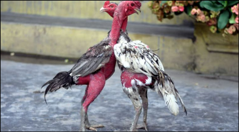 Lưu ý quan trọng khi ép cân cho gà chọi